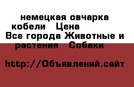 немецкая овчарка кобели › Цена ­ 25 000 - Все города Животные и растения » Собаки   